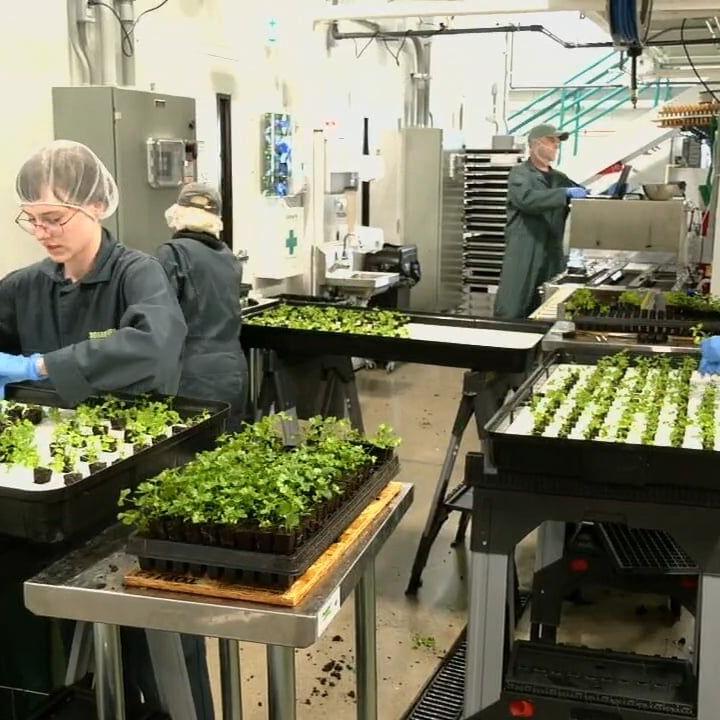 Bullitt County company growing herbs, greens inside repurposed shipping containers